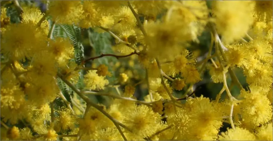 Fleurs jaunes