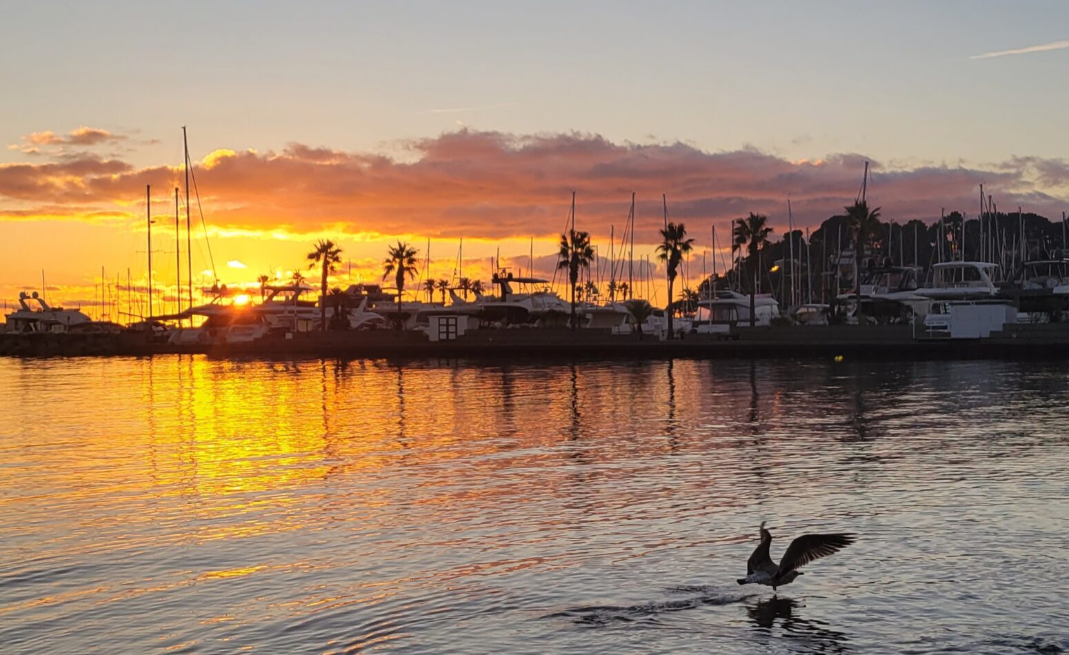 Coucher de soleil du port de Cavalaire avec goéland en action