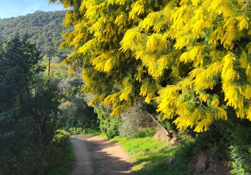 Mimosa de cavalaire au hameau du Dattier