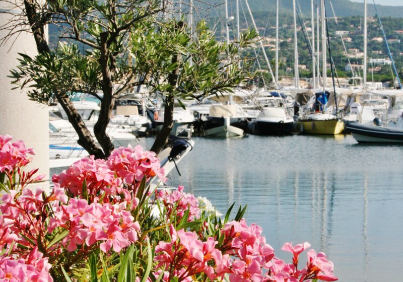 Lauriers roses sur le port de Cavalaire.