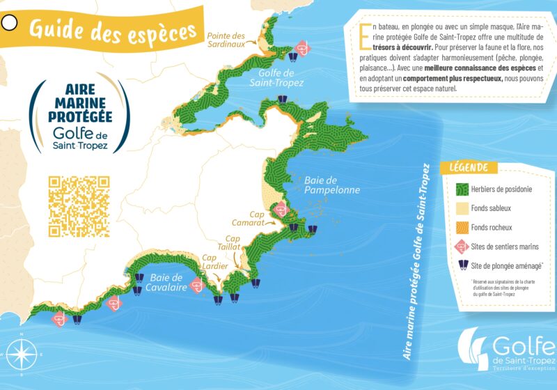Plaquette aquaguide pour connaître les espèces marines locales du Golfe de Saint Tropez