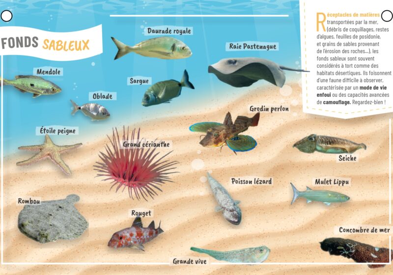 Plaquette aquaguide pour connaître les espèces marines locales du Golfe de Saint Tropez