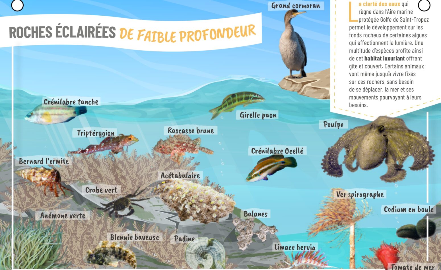 Plaquette aquaguide pour connaître les espèces marines locales du Golfe de Saint Tropez