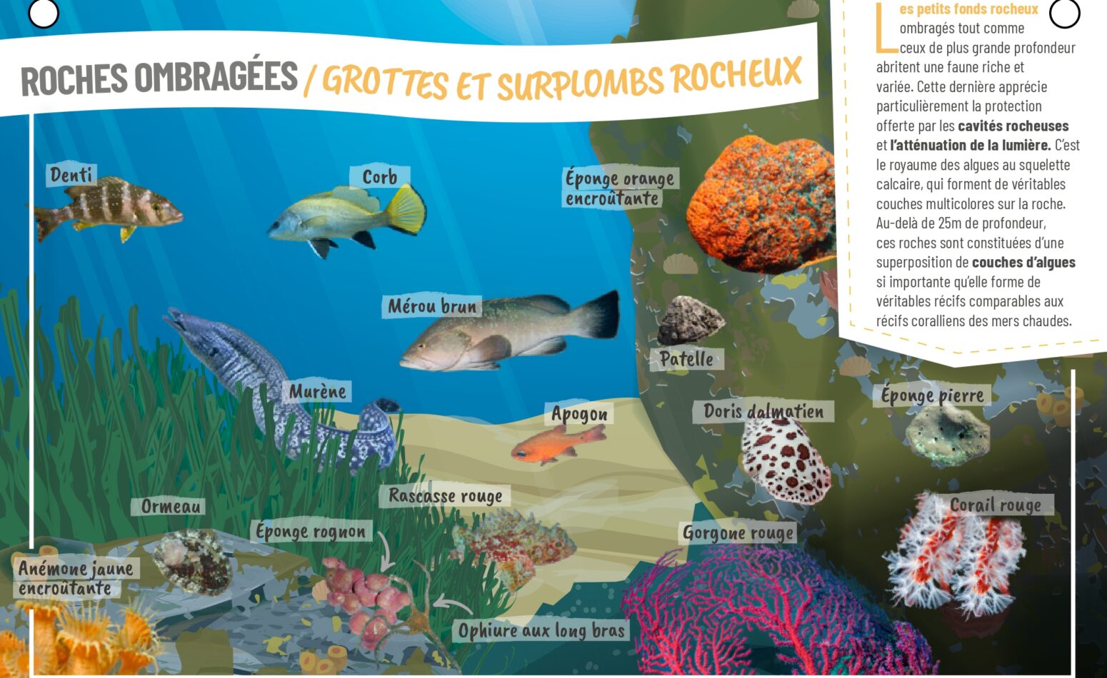 Plaquette aquaguide pour connaître les espèces marines locales du Golfe de Saint Tropez