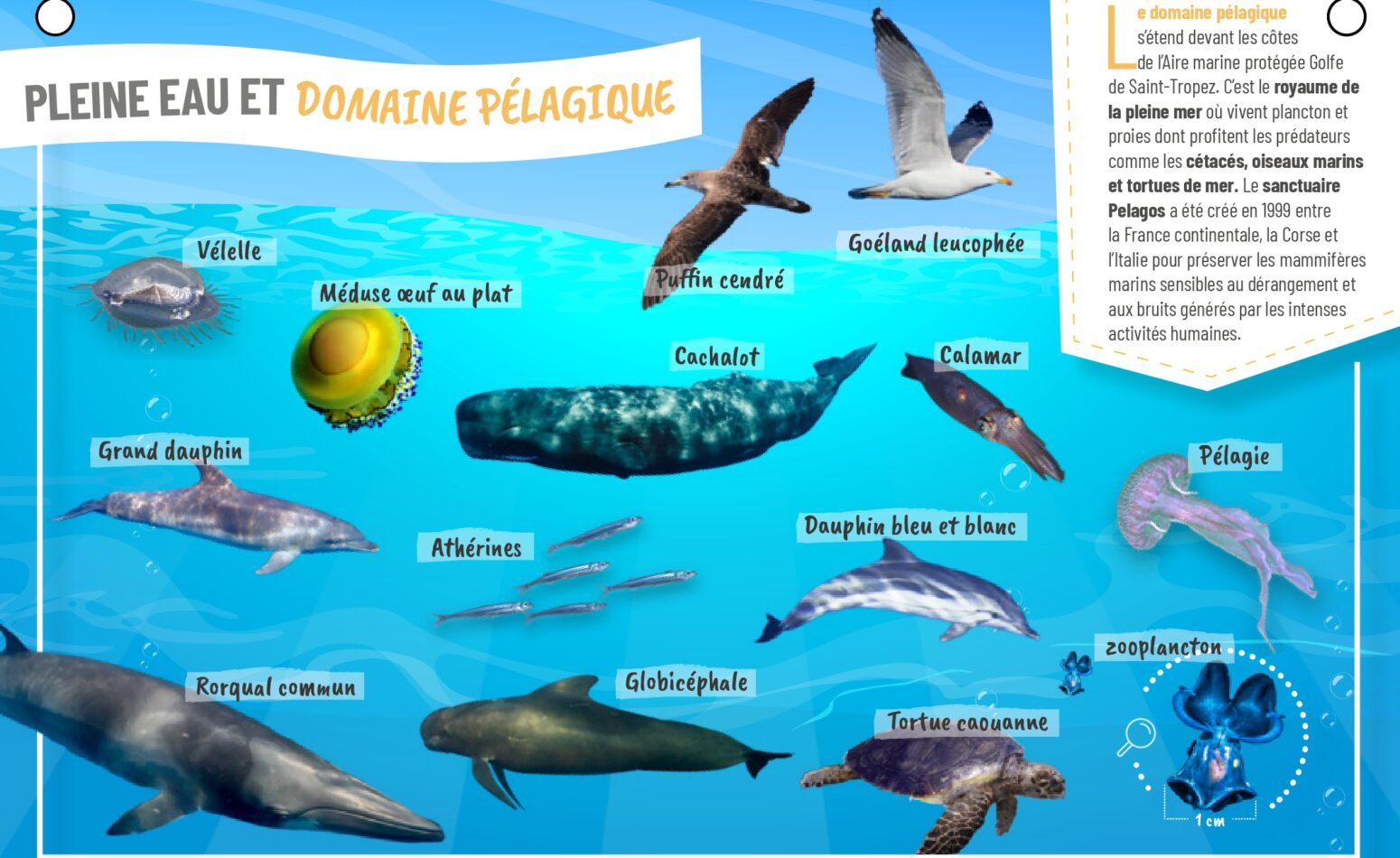 Plaquette aquaguide pour connaître les espèces marines locales du Golfe de Saint Tropez