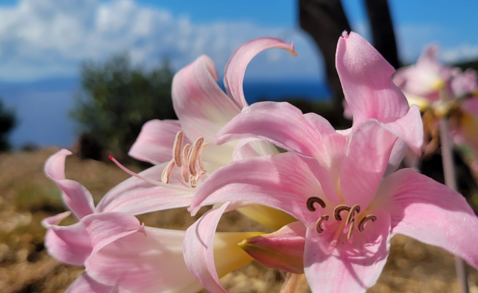 Amaryllis, fleur éphémère du sud à Cavalaire