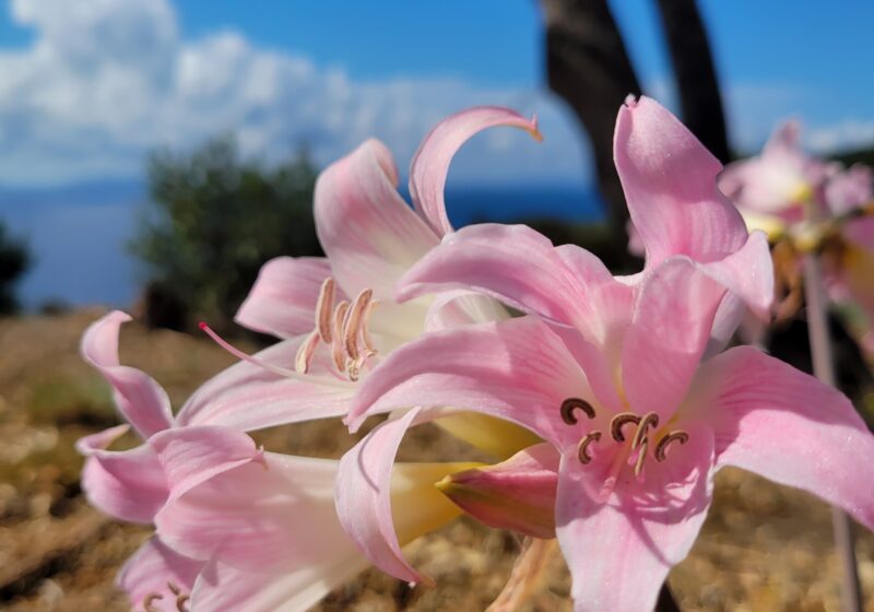 Amaryllis, fleur éphémère du sud à Cavalaire