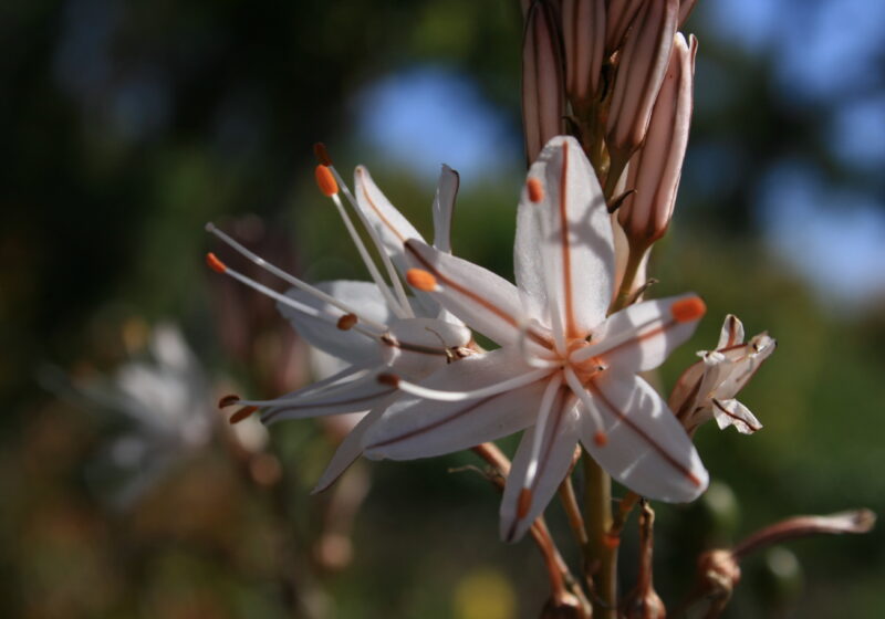 Fleurs d'asphodèle dans la nature provençale de Cavalaire