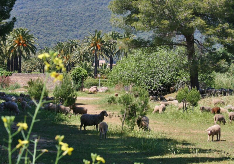 Les moutons qui mangent les jeunes pousses de mimosa à Pardigon