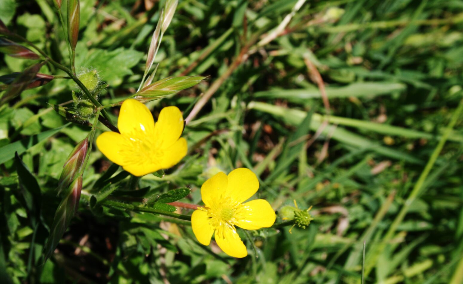 Fleurs de bouton d'or dans le maquis de cavalaire