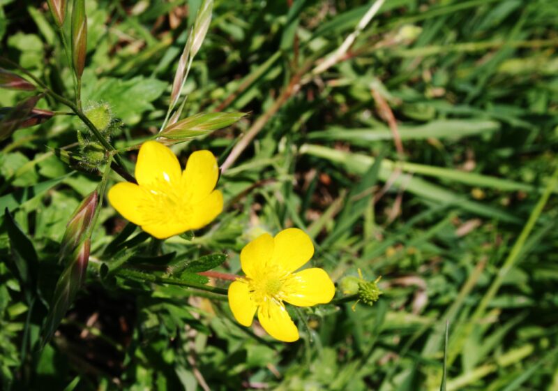 Fleurs de bouton d'or dans le maquis de cavalaire