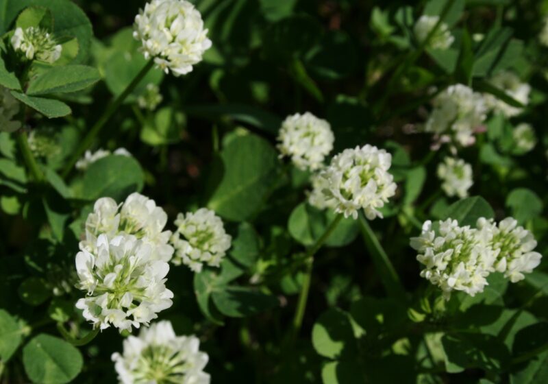 Fleurs de trèfles noircissants à cavalaire sur mer
