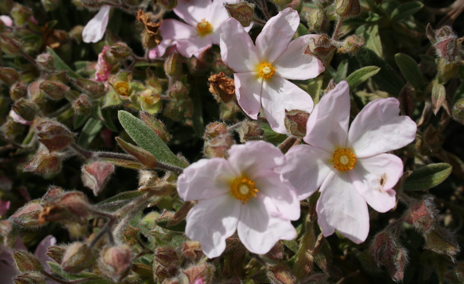 Fleurs de ciste, plante locale du maquis provençal à Cavalaire