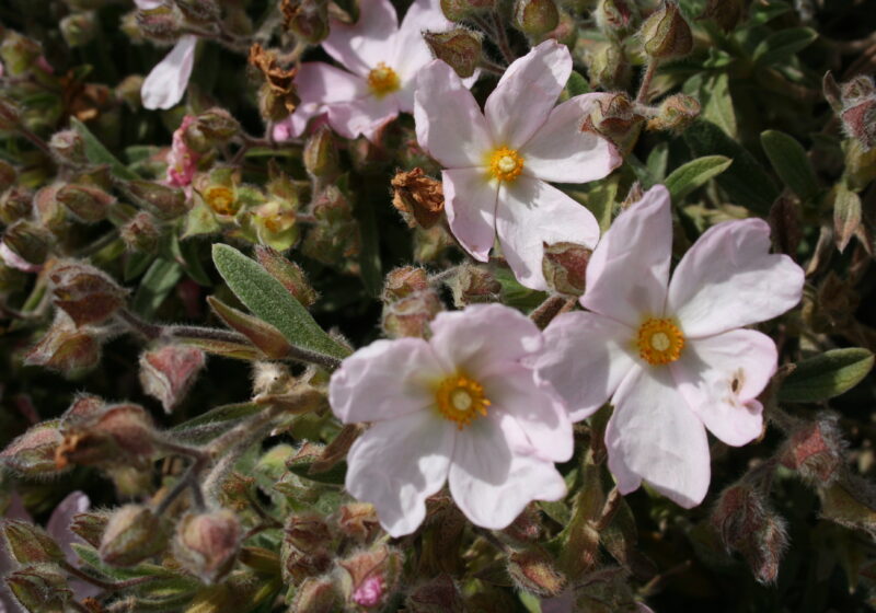 Fleurs de ciste, plante locale du maquis provençal à Cavalaire