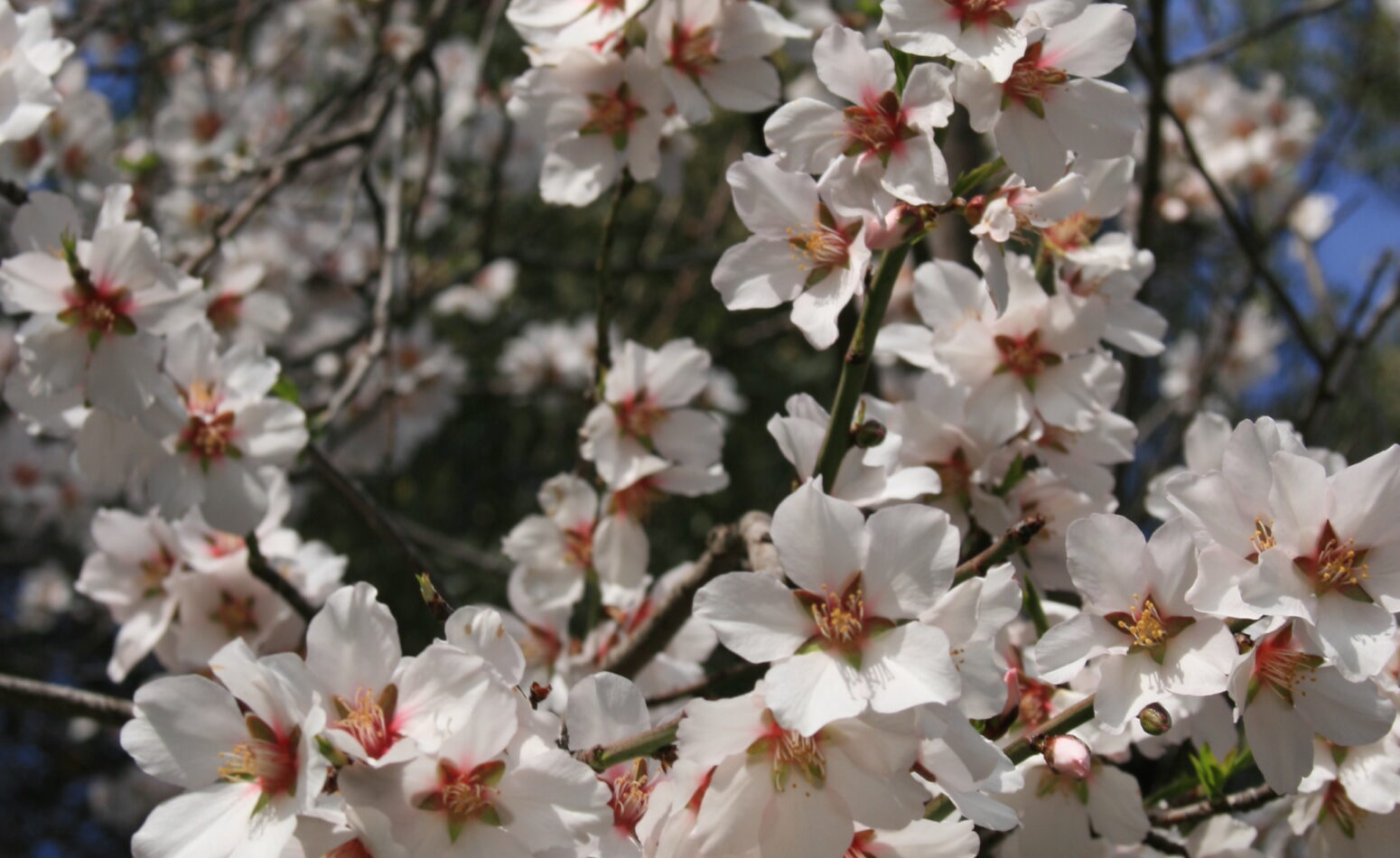 Fleurs d'amandier dans le sud de la France