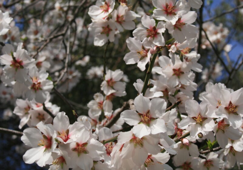 Fleurs d'amandier dans le sud de la France