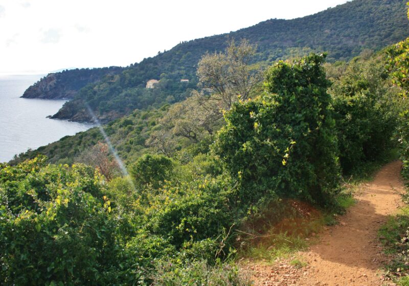 Balade au sentier du fenouillet de Cavalaire