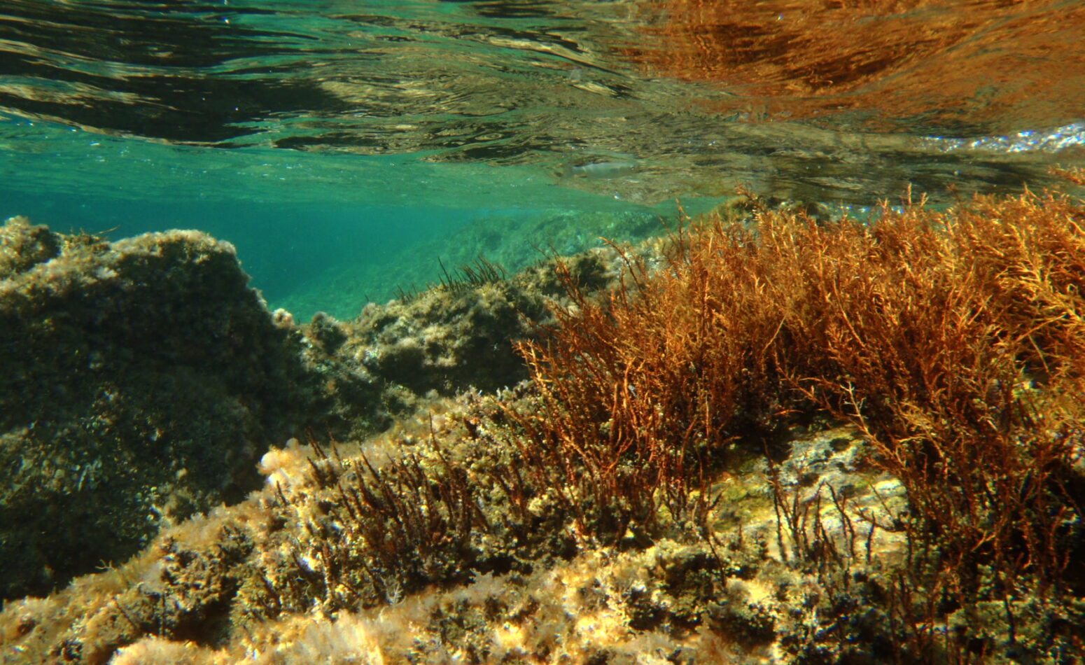 Sous la surface de l'eau, dans les fonds marins de la méditerranée