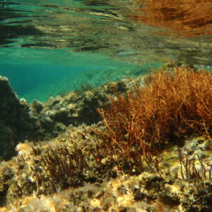 Sous la surface de l'eau, dans les fonds marins de la méditerranée