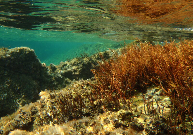 Sous la surface de l'eau, dans les fonds marins de la méditerranée