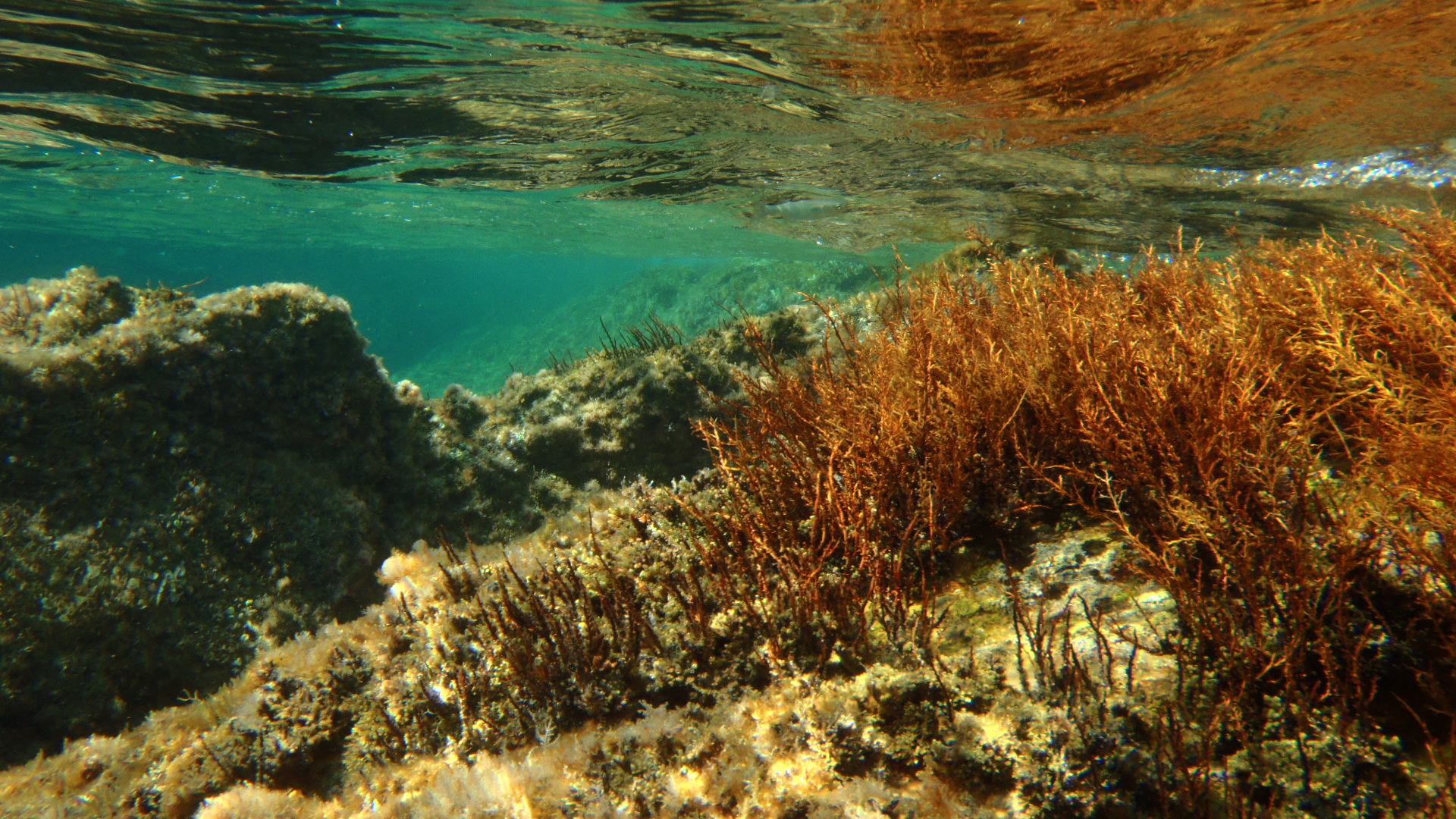 Sous la surface de l'eau, dans les fonds marins de la méditerranée