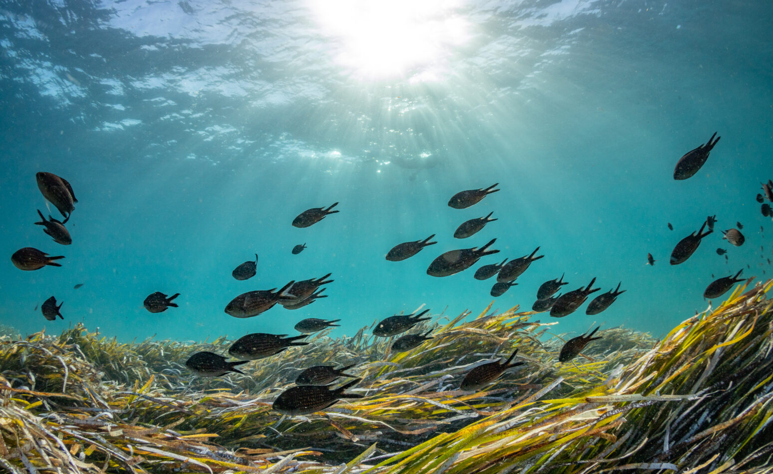 Les fonds marins de Cavalaire avec de jolies poissons.