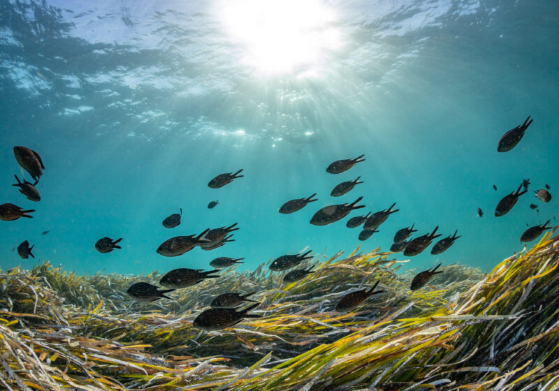 Les fonds marins de Cavalaire avec de jolies poissons.