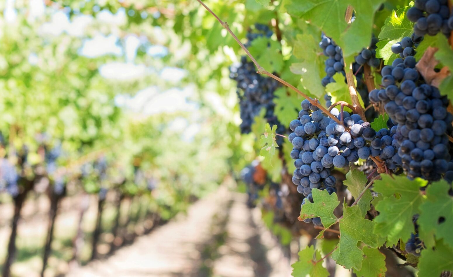 Oenotourisme et Découvertes des vignobles autour de Cavalaire-sur-Mer