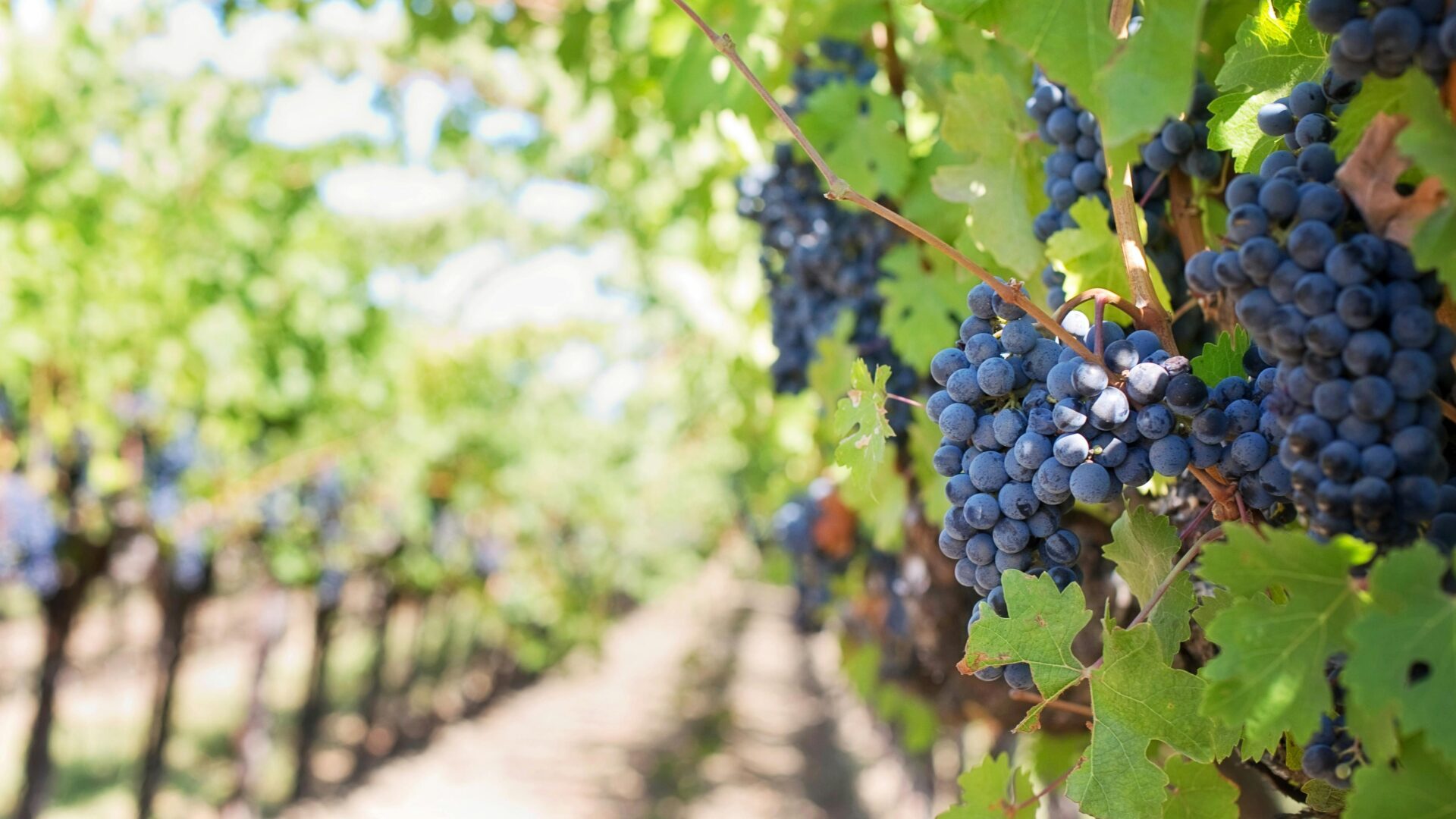 Oenotourisme et Découvertes des vignobles autour de Cavalaire-sur-Mer