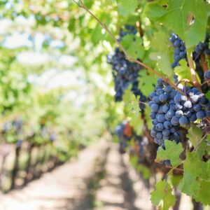 Oenotourisme et Découvertes des vignobles