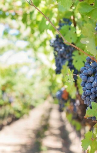Oenotourisme et Découvertes des vignobles