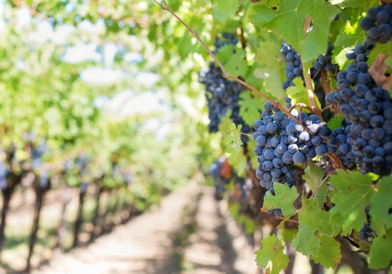 Oenotourisme et Découvertes des vignobles autour de Cavalaire-sur-Mer