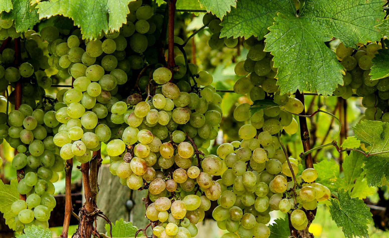 Vin viticole du golfe de Saint-Tropez