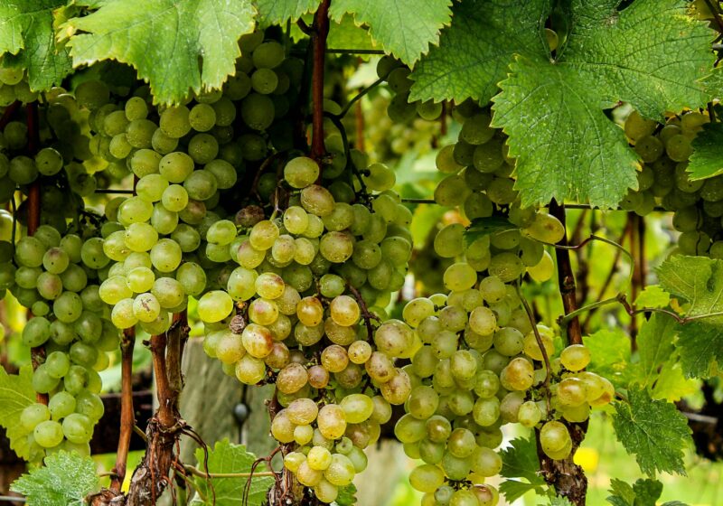Vin viticole du golfe de Saint-Tropez